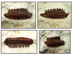 Зуб Polyrhizodus concavus (Trautschold, 1874)