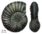 Аммонит Virgatites pallasianus (d'Orbigny, 1845)