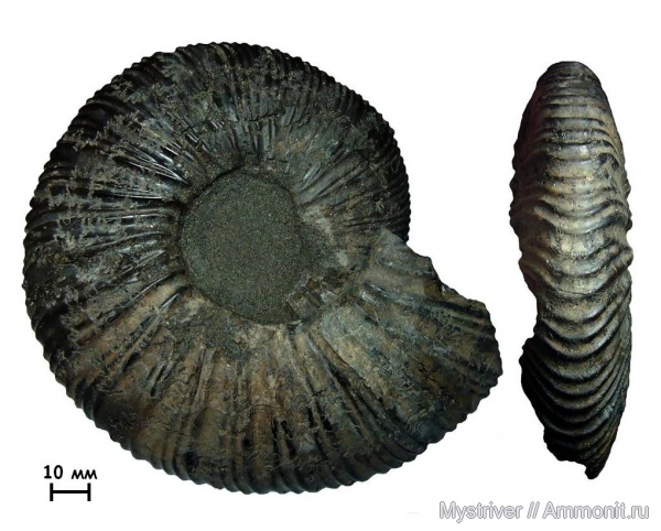 аммониты, юра, Virgatites, волжский ярус, Еганово, Virgatites larisae, Ammonites, зона Virgatites virgatus, РГОК, Virgatitidae, Volgian, Jurassic
