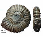 Аммонит Virgatites pallasianus (d'Orbigny, 1845)