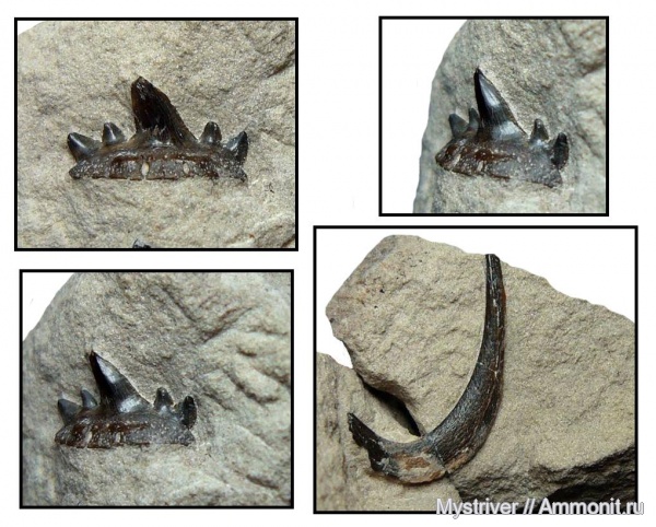 карбон, рыбы, нижний карбон, Cladodus, стешевский горизонт, Ctenacanthiformes, Falcatus, серпуховский ярус, неописанный вид, Falcatus falcatus, fish