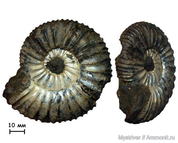 аммониты, Virgatites, Елкино, Virgatites pallasianus, волжский век, Ammonites, зона Virgatites virgatus, Лопатинский рудник, ЛФР, Virgatitidae, Volgian