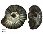 Аммонит Virgatites pallasianus (d'Orbigny, 1845)