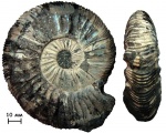 Аммонит Virgatites gerassimovi Mitta, 1983 Аммонит Virgatites gerassimovi Mitta, 1983