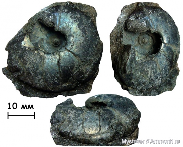 аммониты, юра, волжский ярус, Еганово, Craspedites, Craspedites ivanovi, Ammonites, зона Virgatites virgatus, РГОК, Volgian, Jurassic