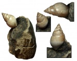 Гастропода Pictavia laevigata (Rouillier, 1848)