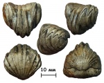 Брахиопода Mosquella oxyoptycha (Fischer, 1843)