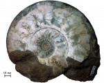 Белый аммонит Indosphinctes vischniakoffi (Teisseyre, 1883)