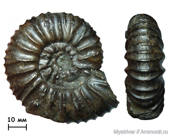 Virgatites, Еганово, зона Virgatites virgatus, Virgatites crassicostatus, Virgatitidae