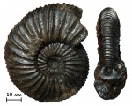 Аммонит Virgatites virgatus (Buch, 1830)