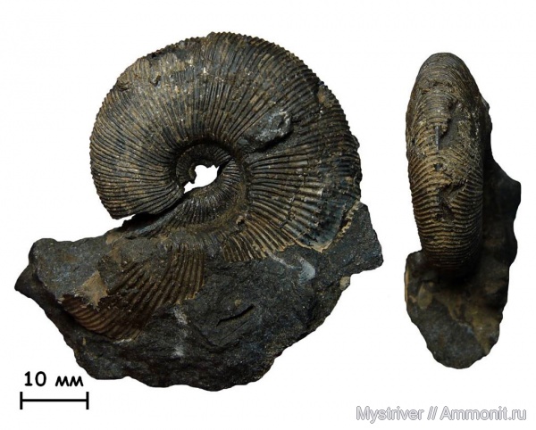 аммониты, юра, Москворечье, Zaraiskites, волжский ярус, Zaraiskites quenstedti, зона Dorsoplanites panderi, Ammonites, Volgian, Jurassic