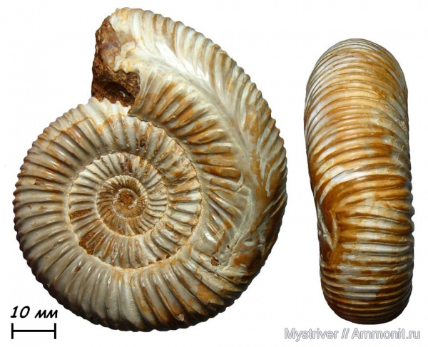 аммониты, юра, Мадагаскар, Perisphinctes, прижизненные повреждения, Ammonites, оксфордский ярус, ammonoid sublethal injuries, Jurassic, Upper Jurassic
