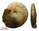 Аммонит Acompsoceras sp.