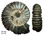 Аммонит Virgatites pallasianus (d'Orbigny, 1845)