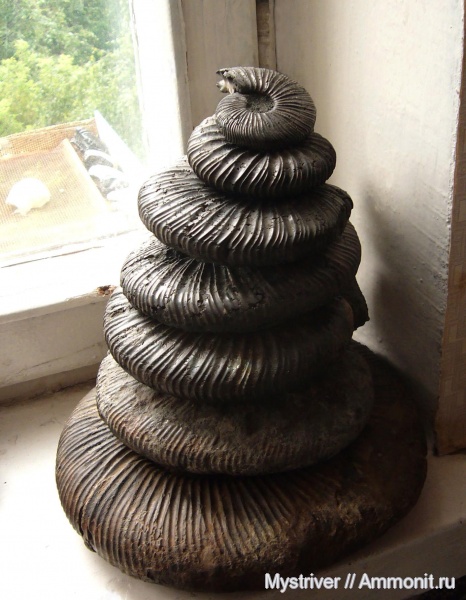 аммониты, Virgatites, Еганово, Ammonites, РГОК, Virgatitidae
