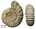 Аммонит Strajevskya cf. hypophantiformis (Michailov, 1962)