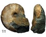 Hаутилус Сymatoceras sp.