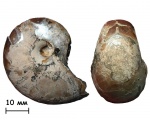 Наутилус Cenoceras wolgensis (Nikitin 1881)