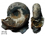 Аммонит Kepplerites sp.