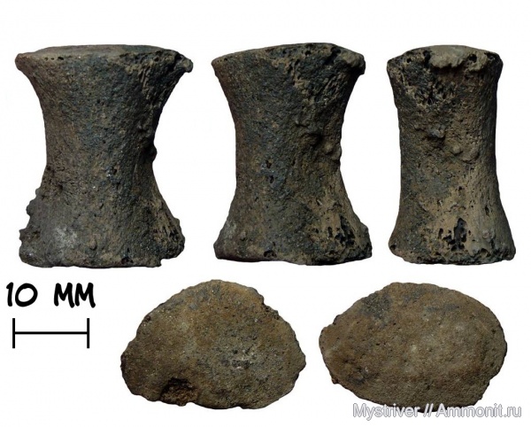 юра, плезиозавры, волжский ярус, морские рептилии, кости, Volgian, Jurassic, элемент ласта морской рептилии