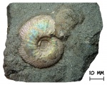 Аммонит Craspedites fragilis и псевдоаптих