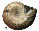 Аммонит Cadoceras elatmae (Nikitin, 1878)