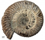 Аммонит Speetoniceras versicolor (Trautschold)
