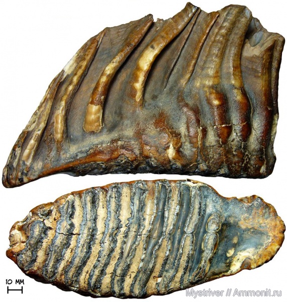 мамонты, зубы мамонтов, Mammuthus primigenius, Mammuthus