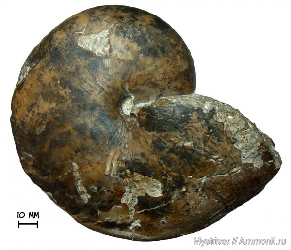 юра, наутилусы, келловей, Cenoceras, Cenoceras wolgensis, Callovian, Jurassic, Middle Jurassic