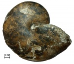Наутилус Cenoceras wolgensis (Nikitin, 1881)