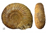 Аммонит Lomonossovella lomonossovi (Vischniakov, 1882)