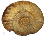 Аммонит Taimyrosphinctes sp.