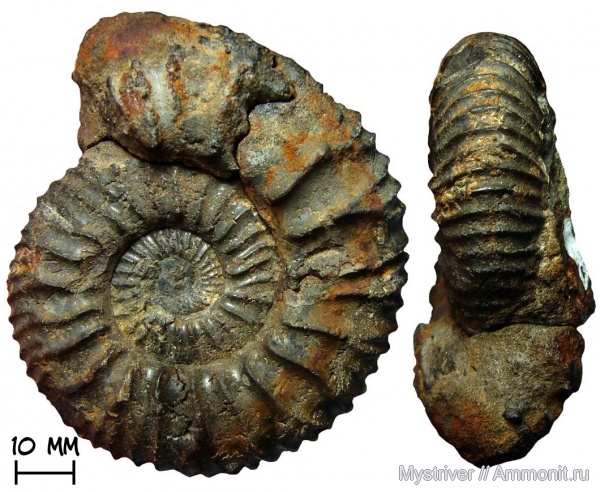 аммониты, Zaraiskites, Капотня, Zaraiskites scythicus, зона Dorsoplanites panderi, волжский век, Ammonites, Virgatitidae, Volgian