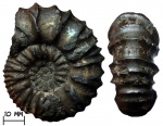 Аммонит Acuticostites bitrifurcatus Mitta, 1993