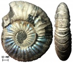 Аммонит Virgatites gerassimovi Mitta, 1983