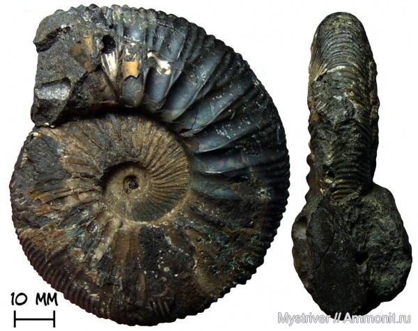 аммониты, Москва, Zaraiskites, волжский ярус, зона Dorsoplanites panderi, Zaraiskites zarajskensis