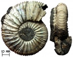 Аммонит Virgatites sosia (Vichniakoff, 1882)