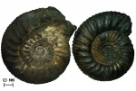 Разные морфотипы Dorsoplanites panderi