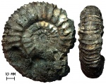 Аммонит Acuticostites bitrifurcatus Mitta, 1993