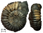 Аммонит Dorsoplanites panderi (d'Orbigny, 1845) с устьем