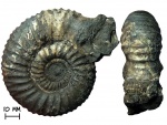 Аммонит Dorsoplanites panderi (d'Orbigny, 1845) с аномальным устьем