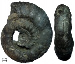 Мегаконх Dorsoplanites panderi (d'Orbigny, 1845)