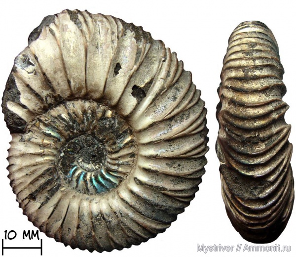 аммониты, юра, Virgatites, волжский ярус, Virgatites pallasianus, волжский век, зона Virgatites virgatus, Virgatites pusillus