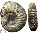 Аммонит Virgatites pusillus (Michalsky, 1890)