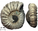 Аммонит Virgatites pusillus (Michalsky, 1890)