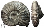 Аммонит Virgatites sosia (Vichniakoff, 1882)