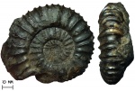 Аммонит Acuticostites sp.