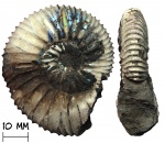 Тонкий Virgatites pusillus (Michalsky, 1890)