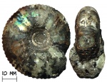 Аммонит Craspedites sp.