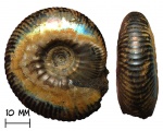 Аммонит Craspedites nekrassovi (Prigorovsky, 1907)